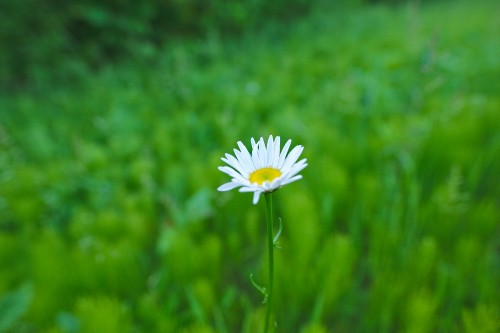 Image white daisy in bloom during daytime