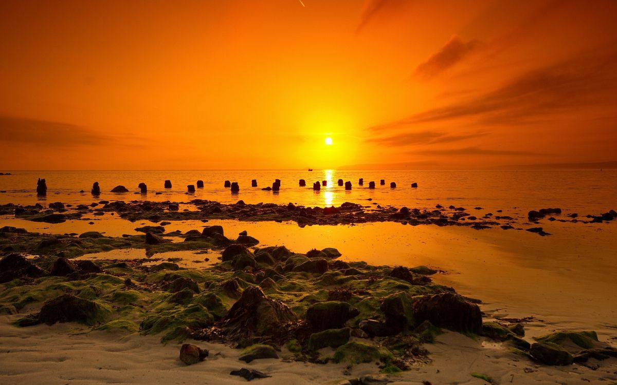 people on beach during sunset