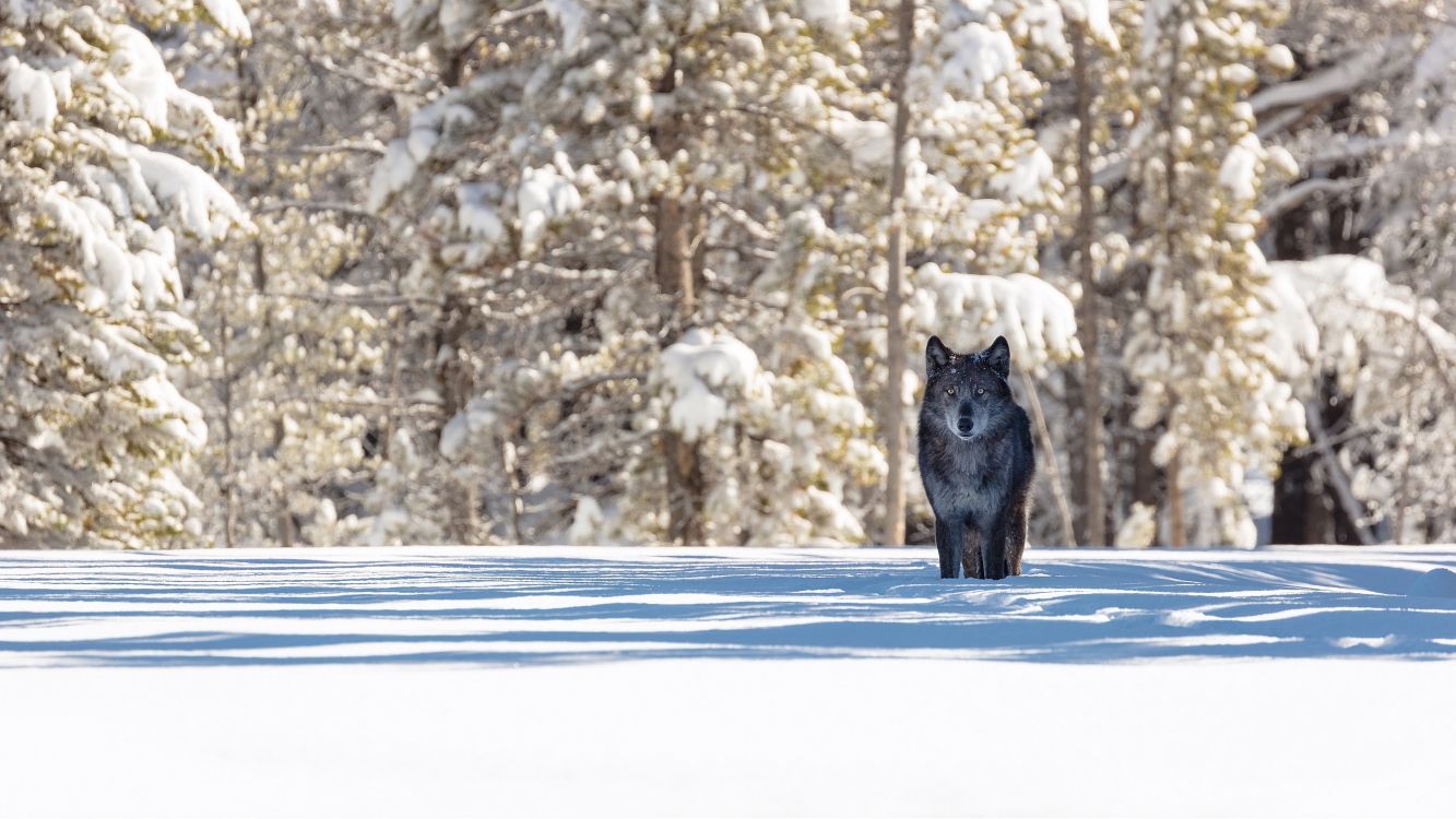 狼, 冬天, 野生动物, 熊, 冻结 壁纸 3840x2160 允许