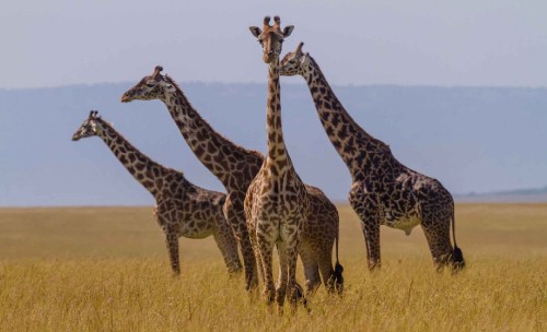 Image three giraffes on brown grass field during daytime