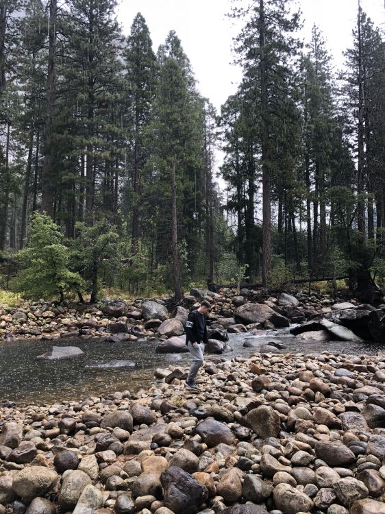 Rock, Lit de Cours D'eau, Soubassement, Galet, Forêt. Wallpaper in 1536x2048 Resolution