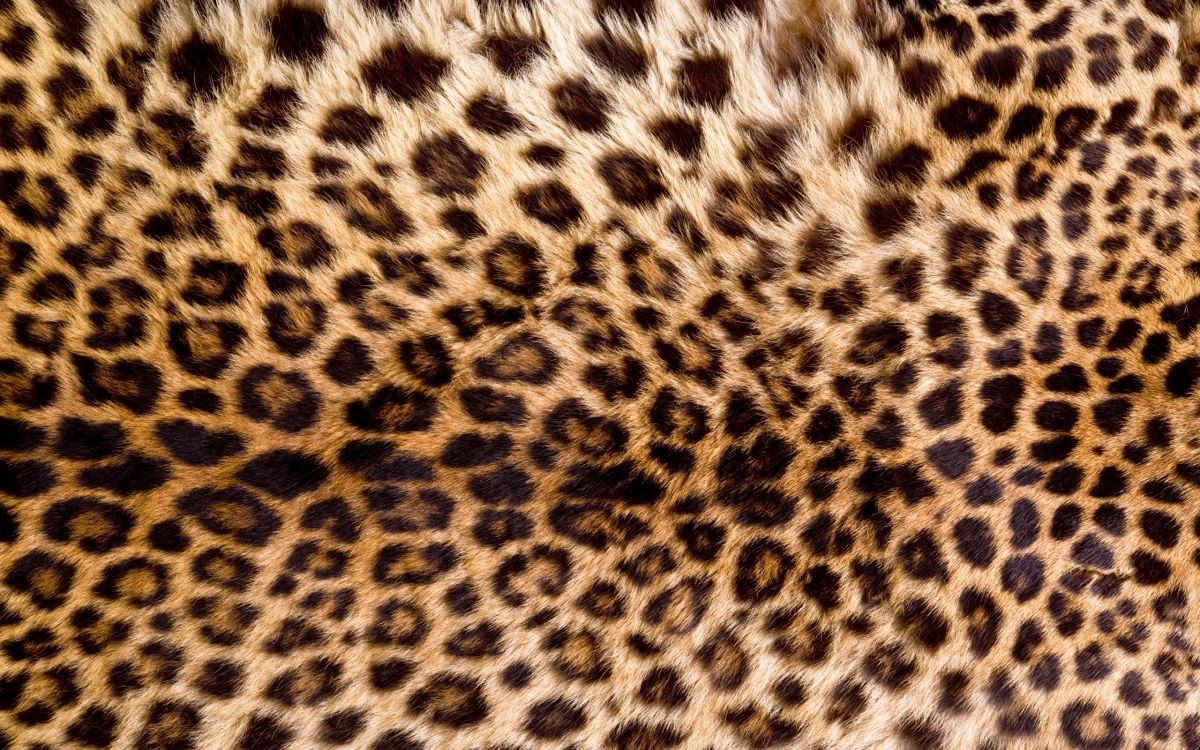 Textil de Leopardo Blanco y Negro. Wallpaper in 2560x1600 Resolution