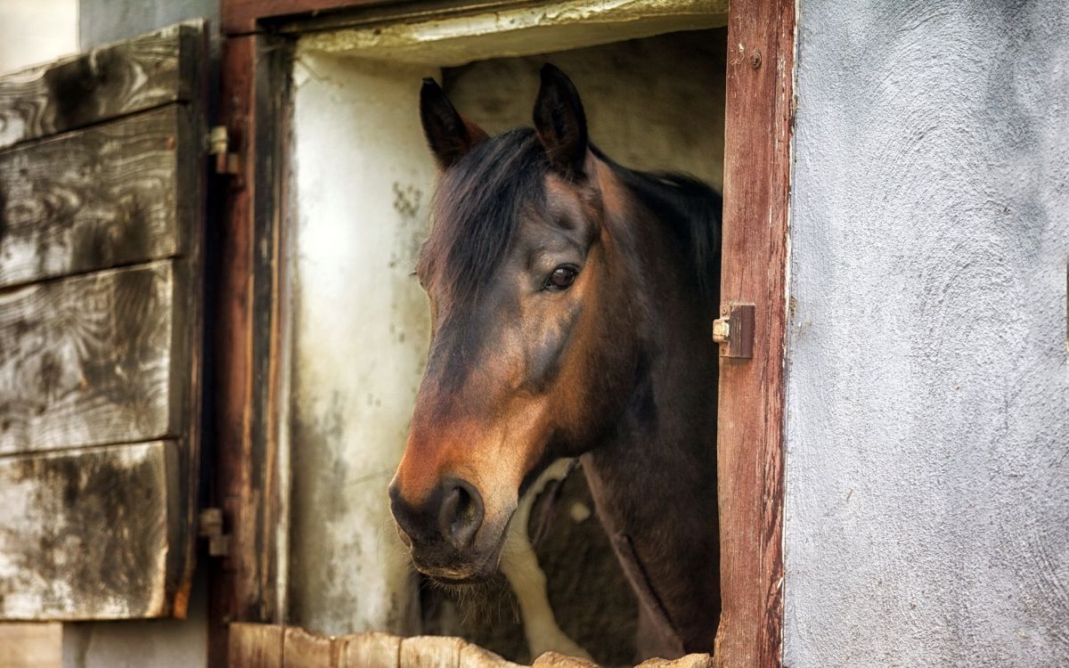 Cheval Marron Dans Une Cage en Bois Marron. Wallpaper in 1920x1200 Resolution