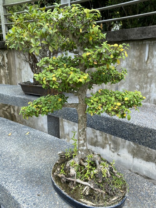 Image tree, chinese sweet plum, leaf, bonsai, Plants