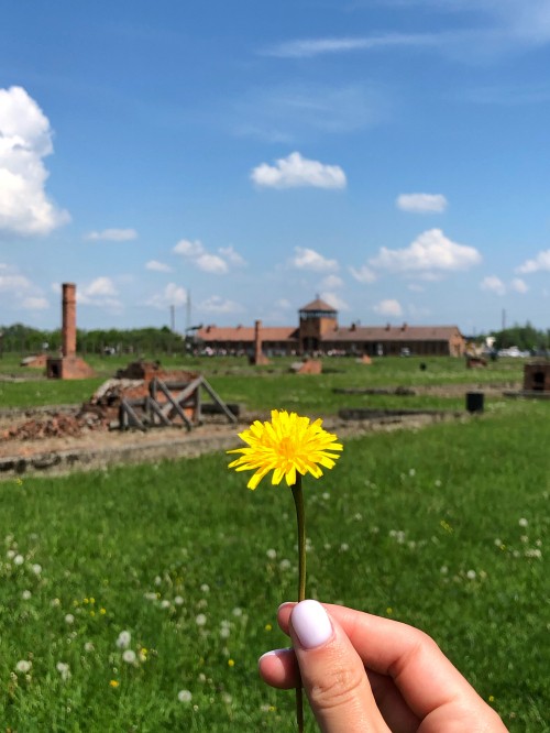 Image pistola espuma poliuretano 025st, physics, daytime, flower, land lot