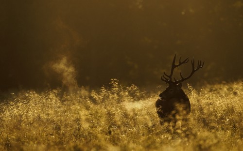 Image black deer on yellow grass field