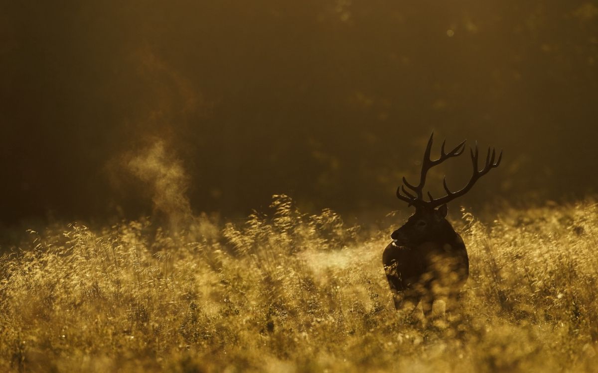 Black Deer on Yellow Grass Field. Wallpaper in 2560x1600 Resolution