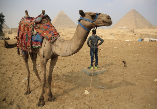 Image man in green jacket standing beside brown camel during daytime