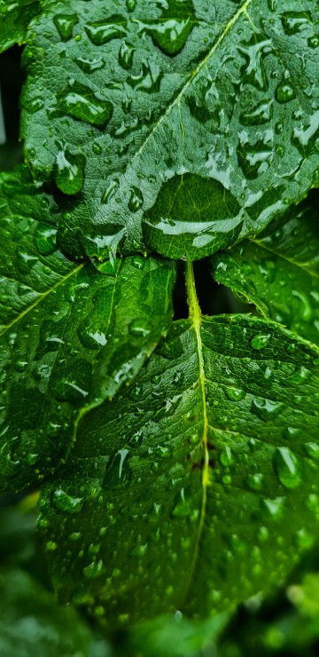 Image leaf, leaf vegetable, spring greens, water, botany