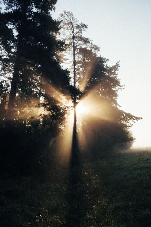 tree, nature, sunlight, light, morning