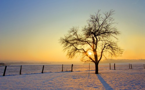 Image leafless tree on snow covered ground during sunset