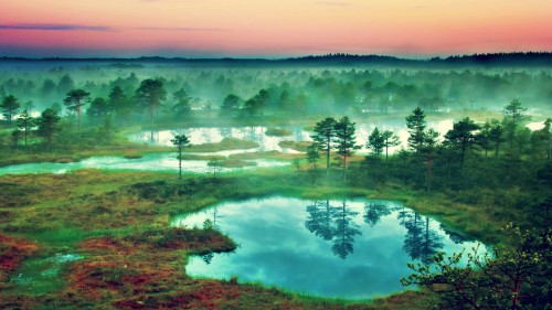 Image green trees near body of water during daytime