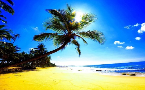 Image palm tree on beach shore during daytime