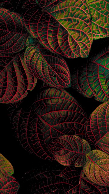 Image red, leaf, pattern, fractal art, textile