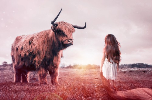 Image woman in white shirt standing beside brown yak