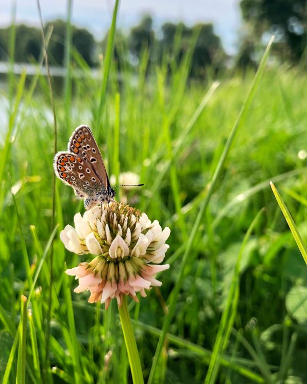 Flora, Insekt, Arthropoden, Bestäuber, Butterfly. Wallpaper in 2534x3167 Resolution
