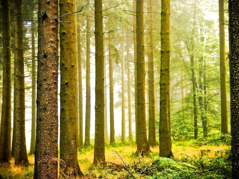 Arbres Bruns Sur Terrain D'herbe Verte Pendant la Journée. Wallpaper in 1920x1440 Resolution