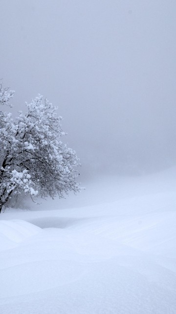 Image snow, winter, atmosphere, cloud, tree