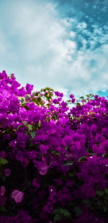Image purple flowers under blue sky during daytime