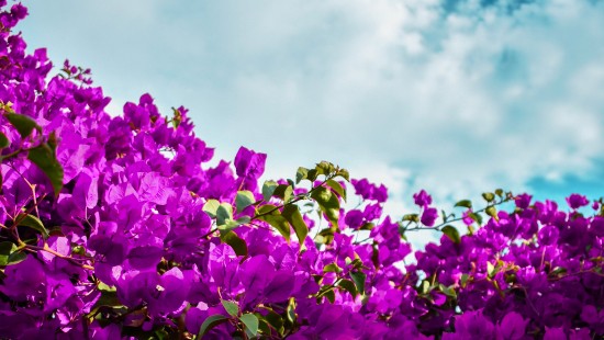 Image purple flowers under blue sky during daytime