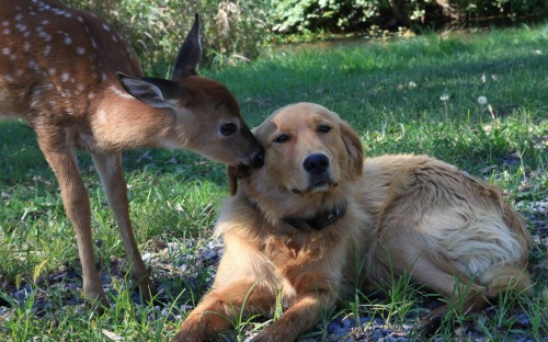 Image brown short coated medium sized dog on green grass during daytime