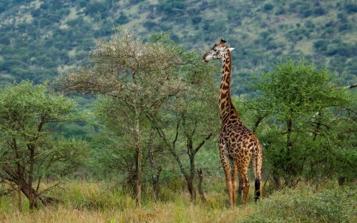 Image giraffe eating green grass during daytime