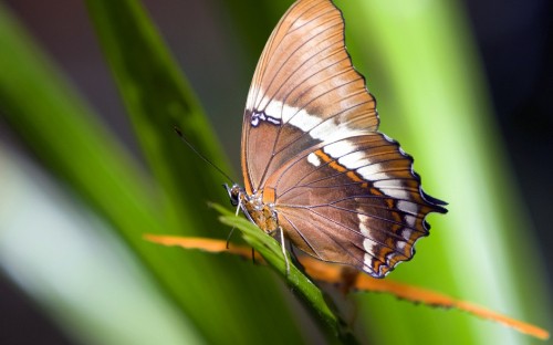 Image brown and white butterfly perched on green leaf in close up photography during daytime