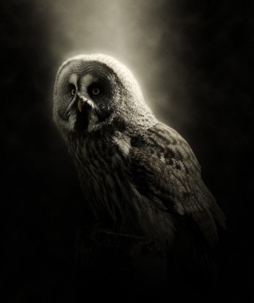 Image brown owl in black background