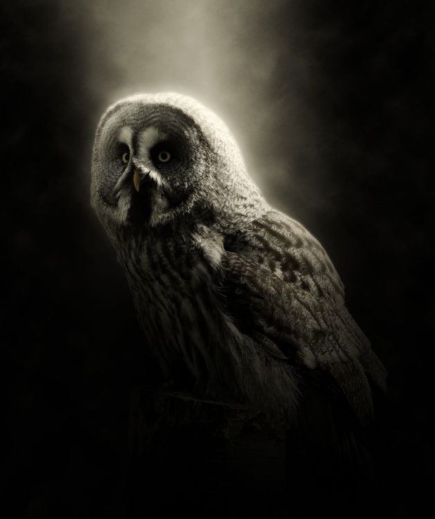 Brown Owl in Black Background. Wallpaper in 2934x3498 Resolution
