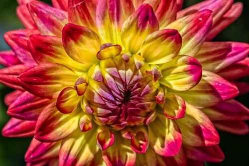 Image pink and yellow flower in macro photography