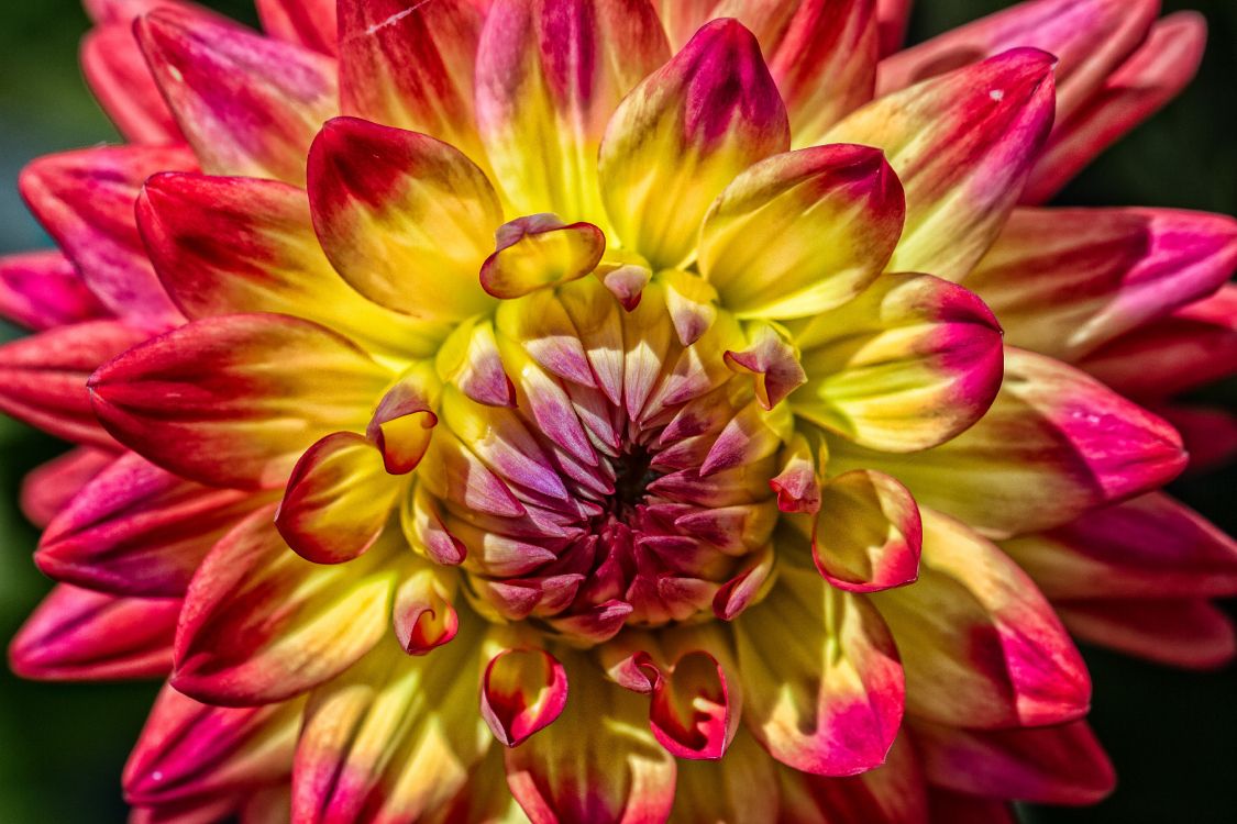 Pink and Yellow Flower in Macro Photography. Wallpaper in 5184x3456 Resolution