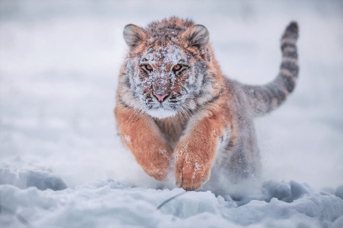 Image brown and black tiger cub on snow covered ground during daytime