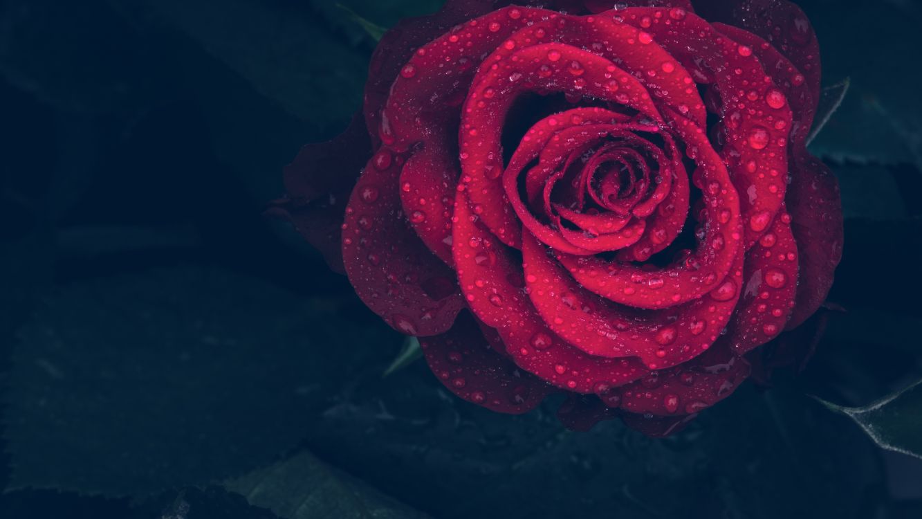 Rose Rouge Avec Des Gouttelettes D'eau. Wallpaper in 4620x2599 Resolution