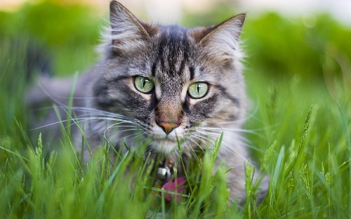 Image brown tabby cat on green grass during daytime