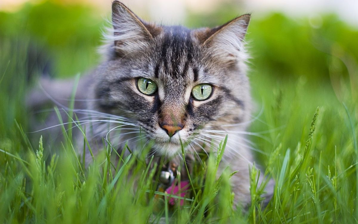 brown tabby cat on green grass during daytime