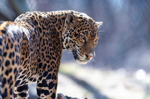 Image brown and black leopard in close up photography