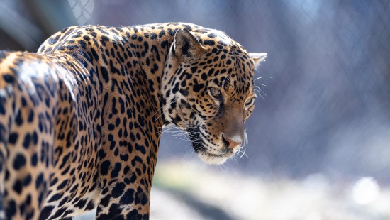 Image brown and black leopard in close up photography