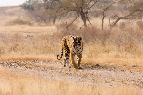 Image tiger walking on brown field during daytime