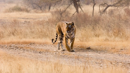 Image tiger walking on brown field during daytime
