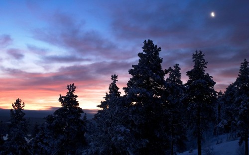 Image silhouette of trees under cloudy sky during sunset