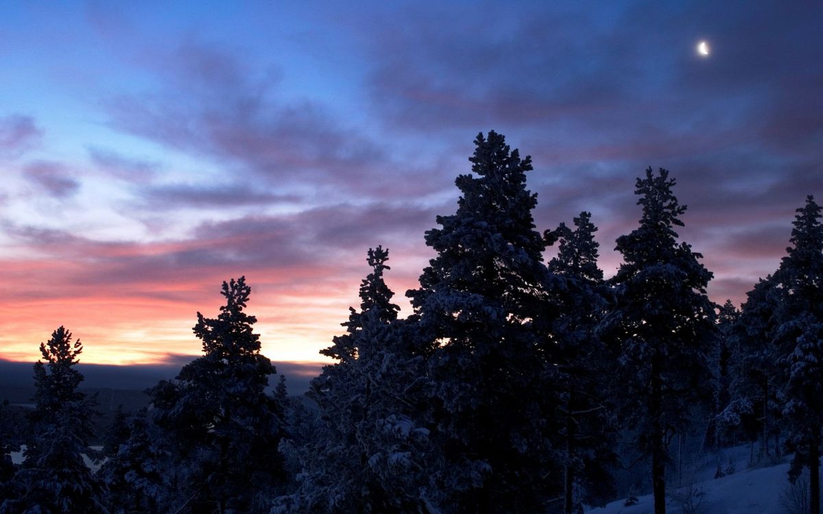 silhouette of trees under cloudy sky during sunset