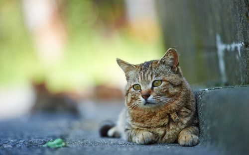 Image brown tabby cat on road during daytime