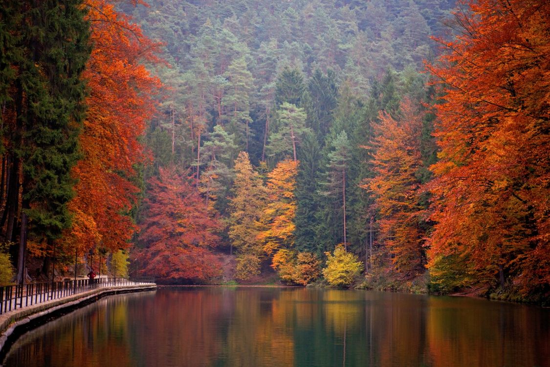 green and orange trees beside river during daytime