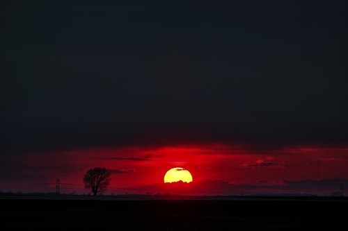 Image silhouette of trees during sunset