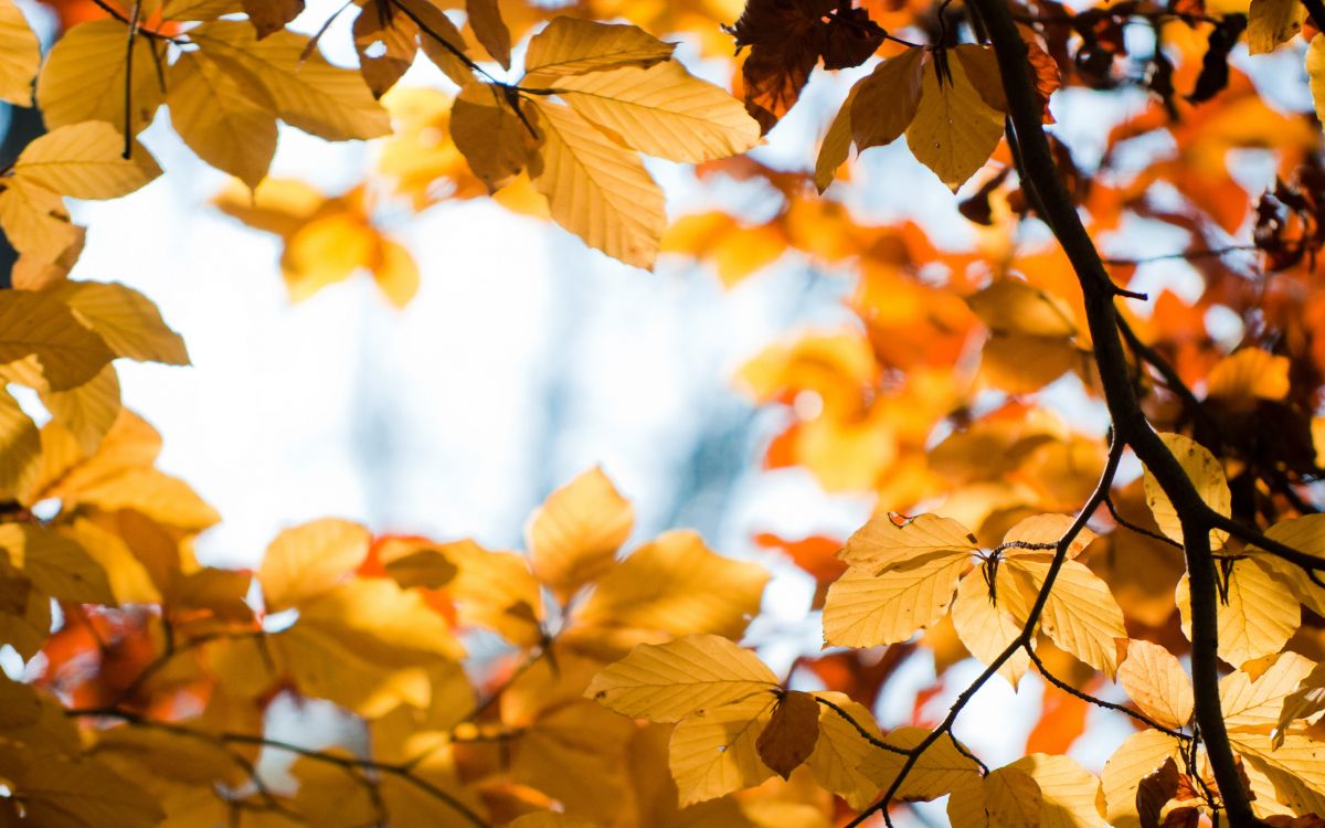 brown leaves in tilt shift lens