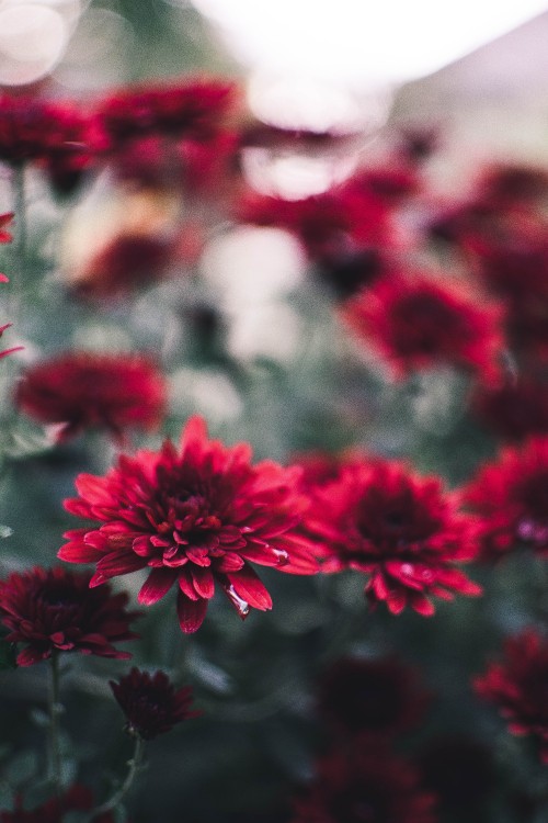 Image red flowers in tilt shift lens