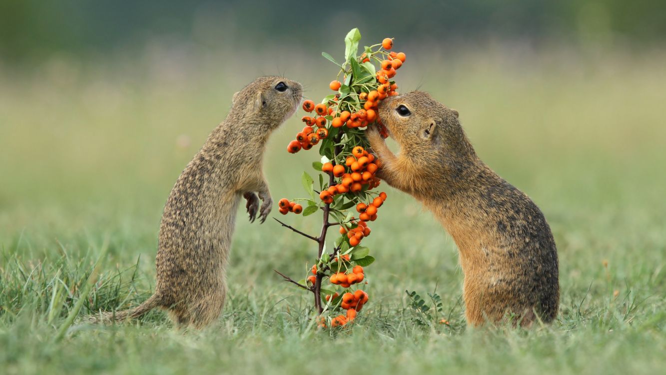 Spermophile, Red Fox, Gopher, Rongeurs, Écureuil. Wallpaper in 3840x2160 Resolution