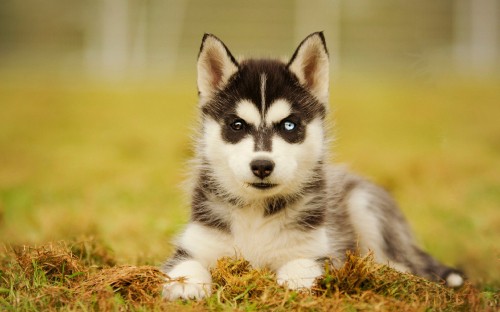 Image black and white siberian husky puppy on brown dried leaves