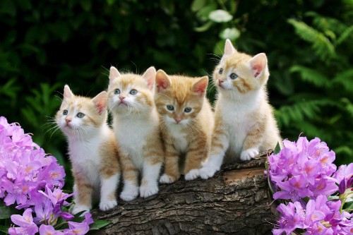 Image orange and white tabby kitten on brown tree trunk