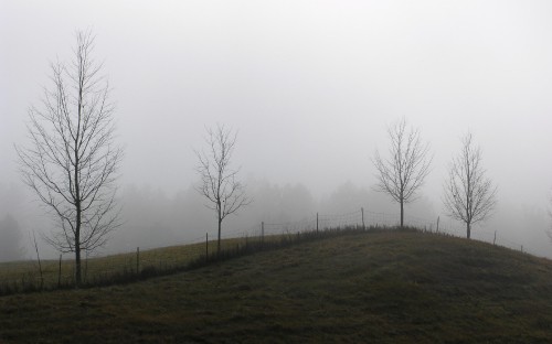 Image bare trees on green grass field under white sky during daytime